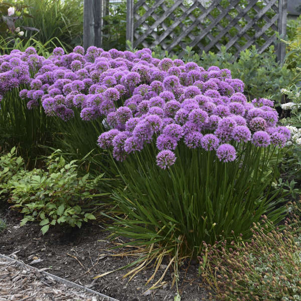 Allium